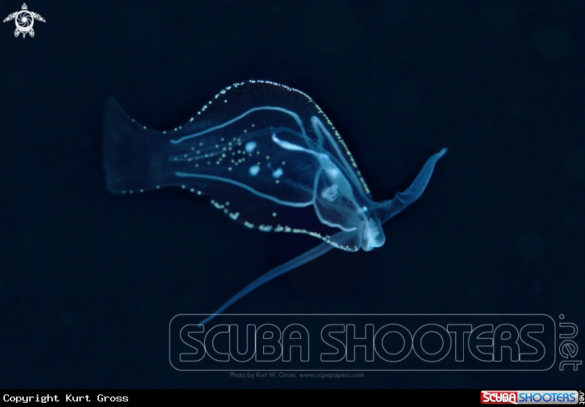 A Nudibranche