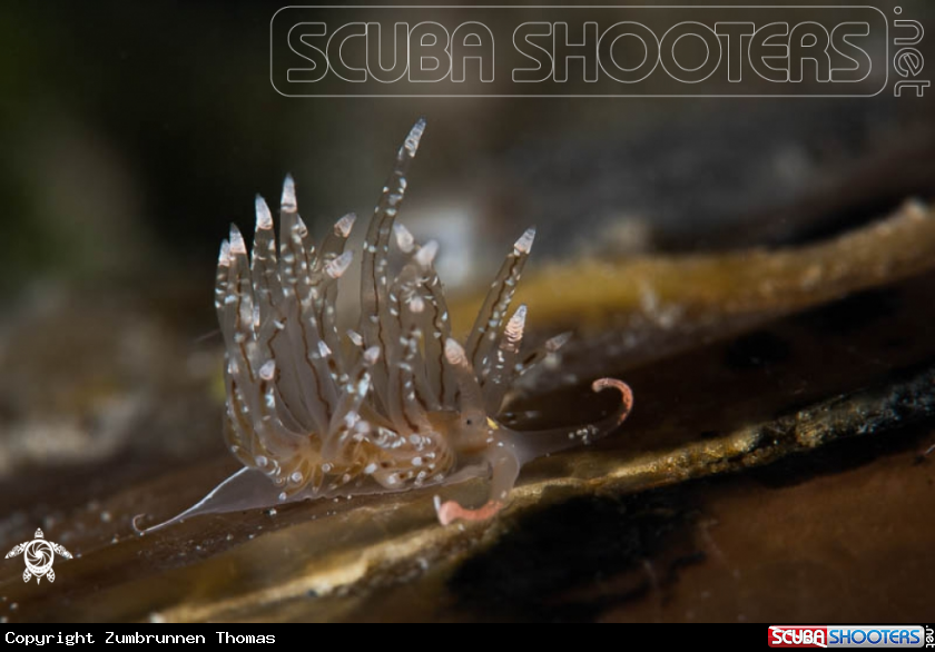A Nudibranch 