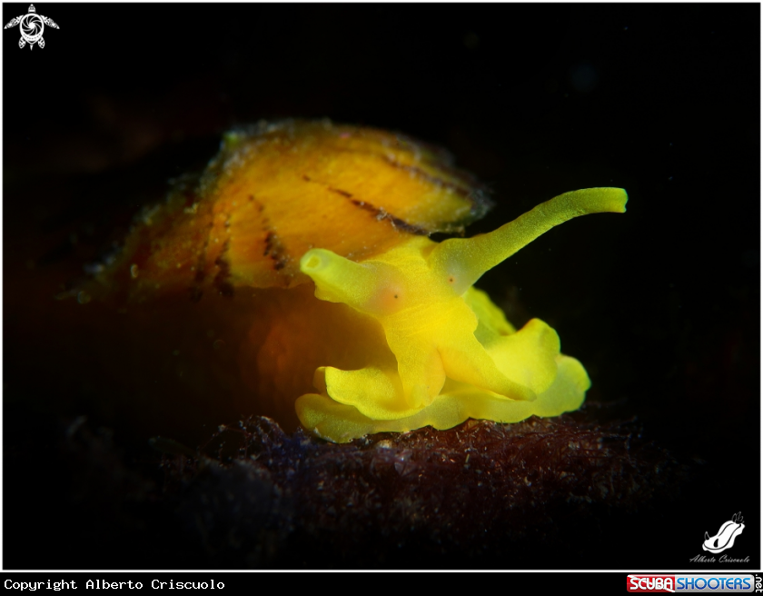 A Tylodina Perversa