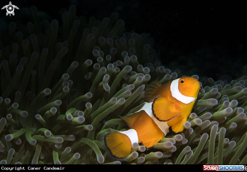 A Anemone fish