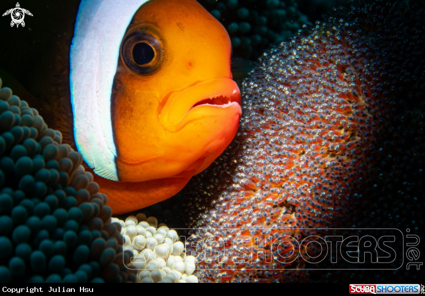 A Anemonefish