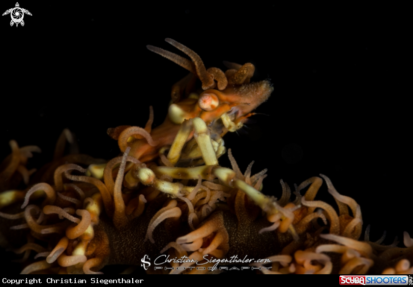 A Xeno-Crab