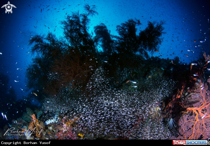 A Glassfish