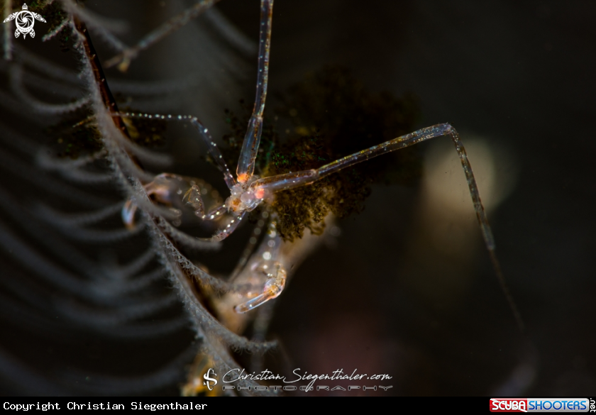 A Skeleton Shrimp