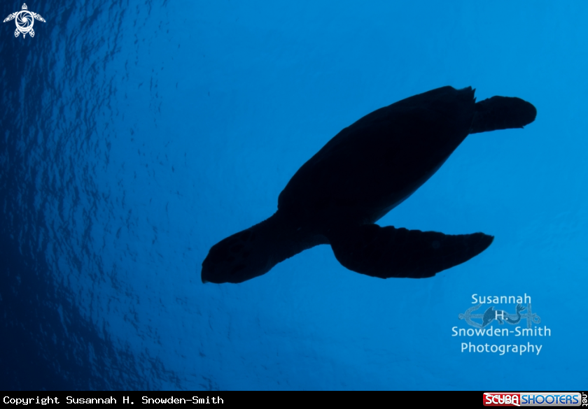 A Hawksbill turtle