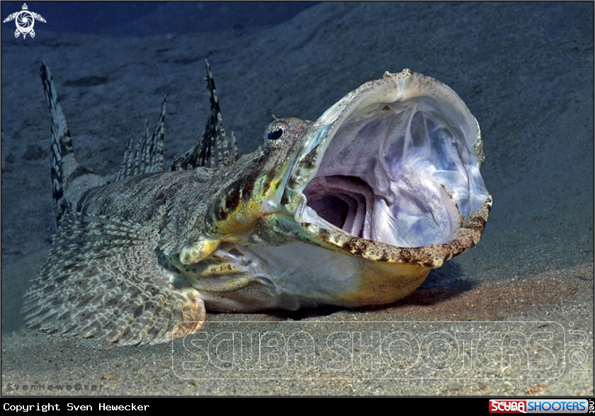 A Tentacled flathead 