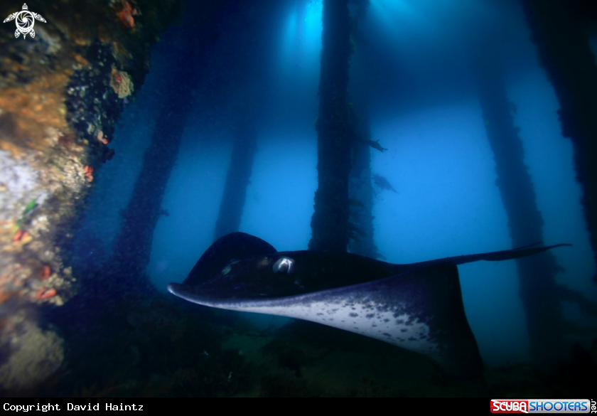 A Stinger Ray