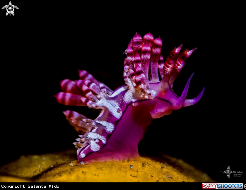 A Redline Flabellina Seaslug