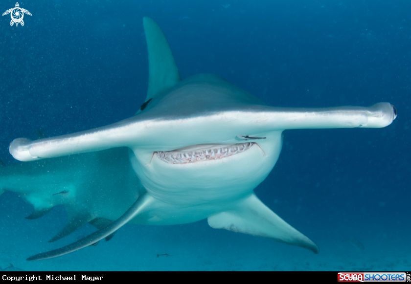 A Great Hammerhead