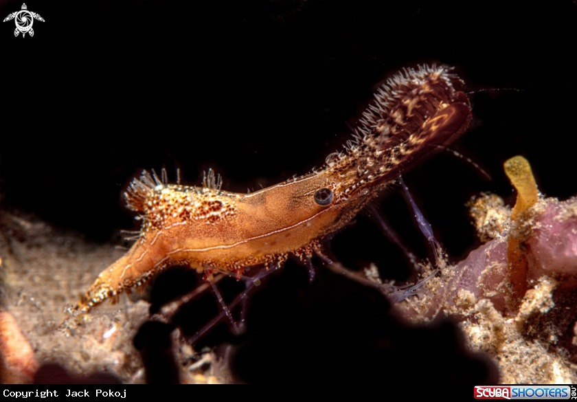 A Donald Duck shrimp