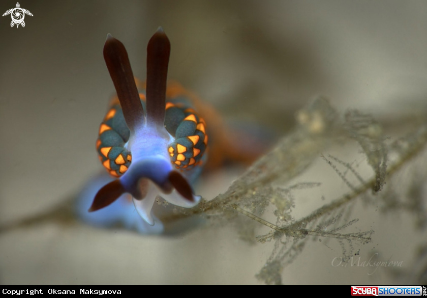 A Nudibranch Trinchesia sp.