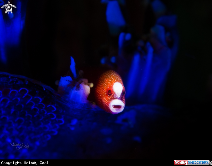 A Galaxy Pipefish 