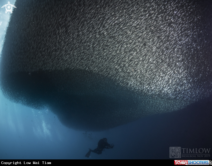 A Sardines