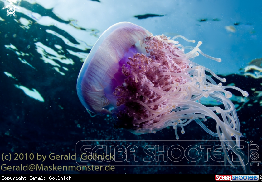 A underwater creature