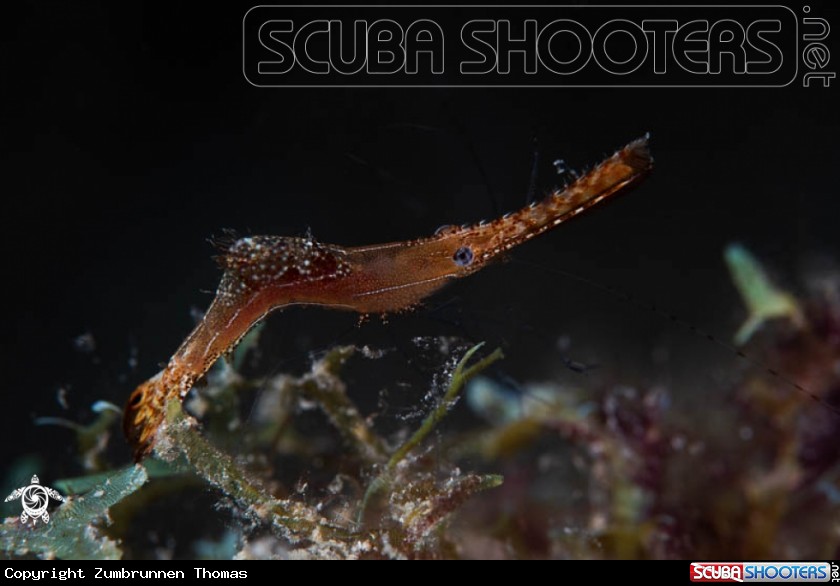 A Donald Duck Shrimp 