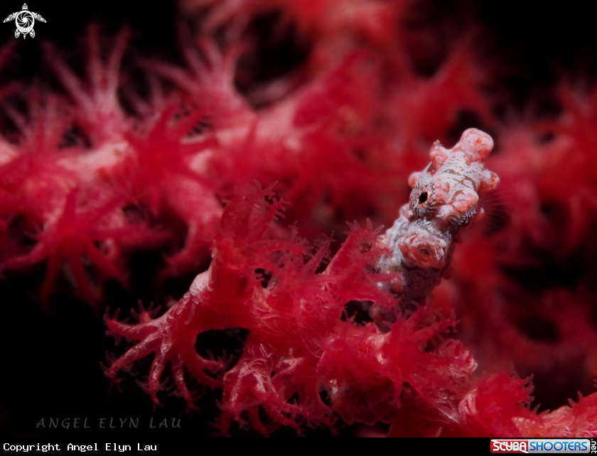 A Hippocampus bargibanti