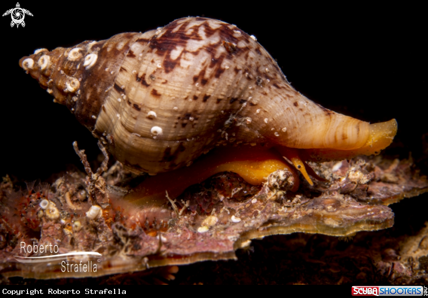 A Fasciolaria 