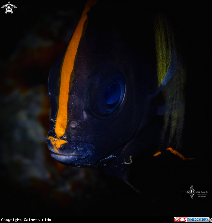 A Pinnate Batfish