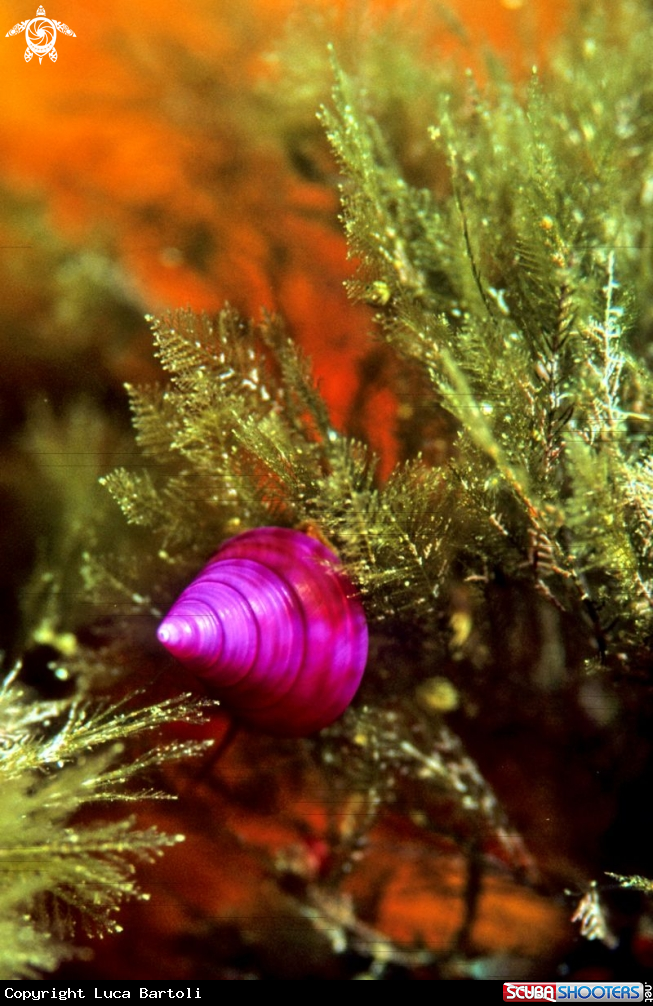 A shell