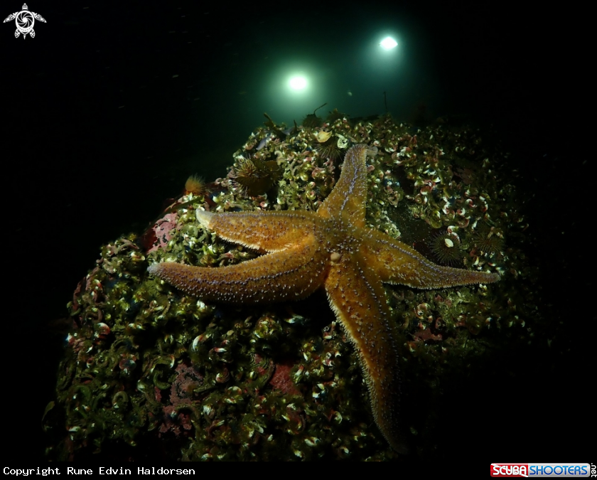 A Sea star