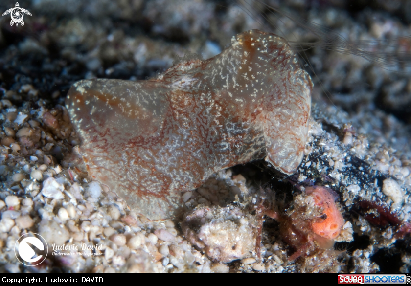 A Crawling Comb Jelly