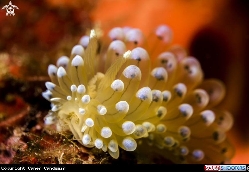 A Janolus Cristatus