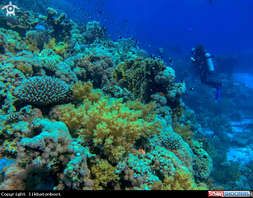 A Coral Reefs