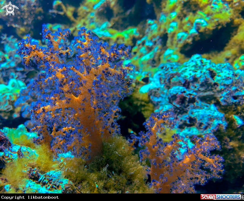 A soft coral