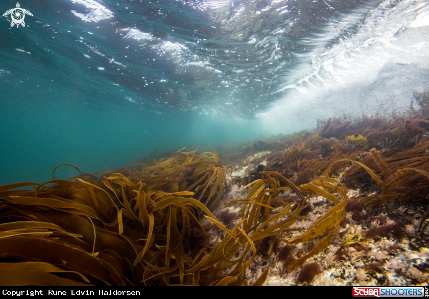 A Kelp