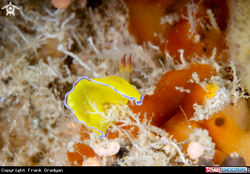 A Goniobranchus albopunctatus