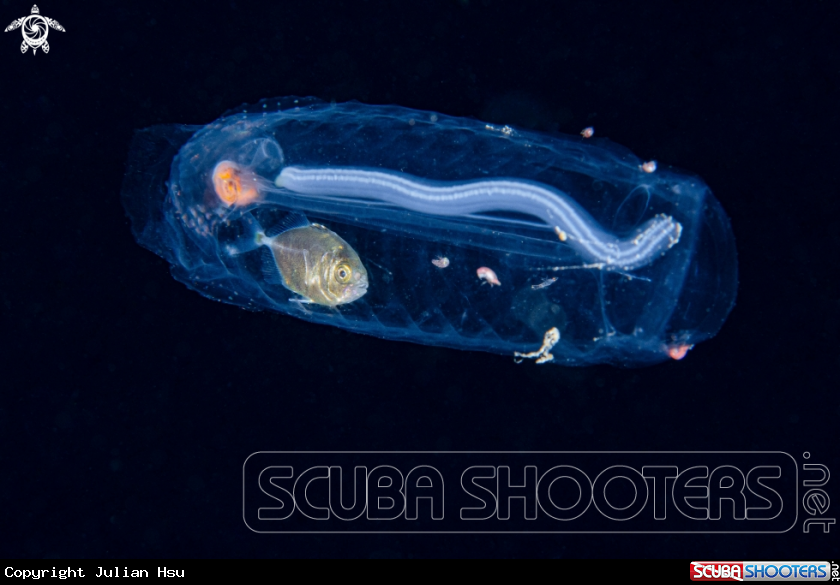 A Salp