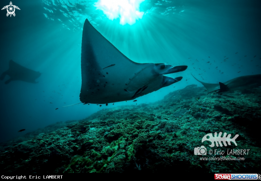 A Manta ray