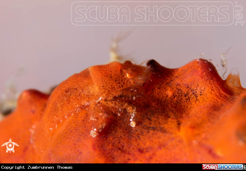 A Cryptic Sponge Shrimp 