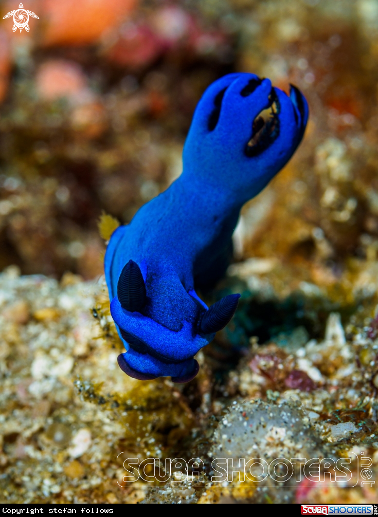 A Nudibranch