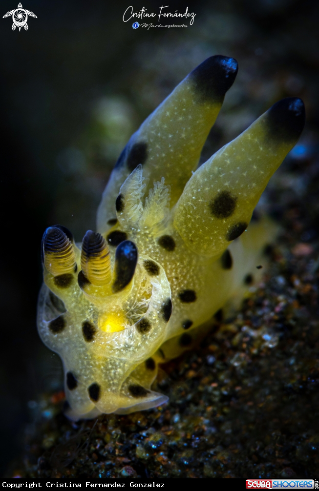 A Nudibranch
