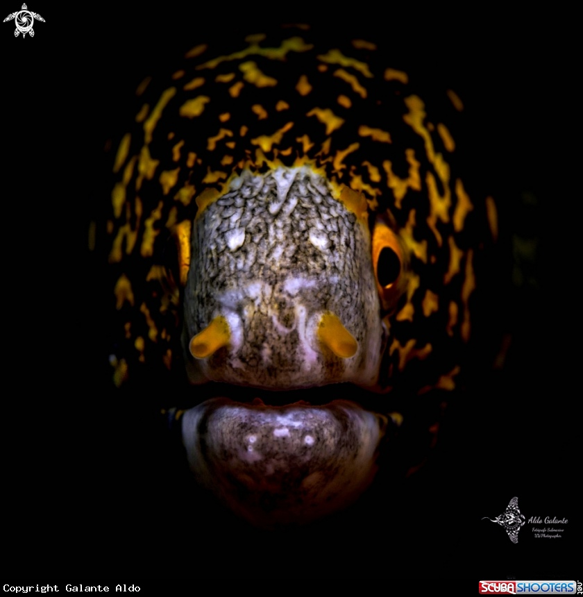 A Moray Eel