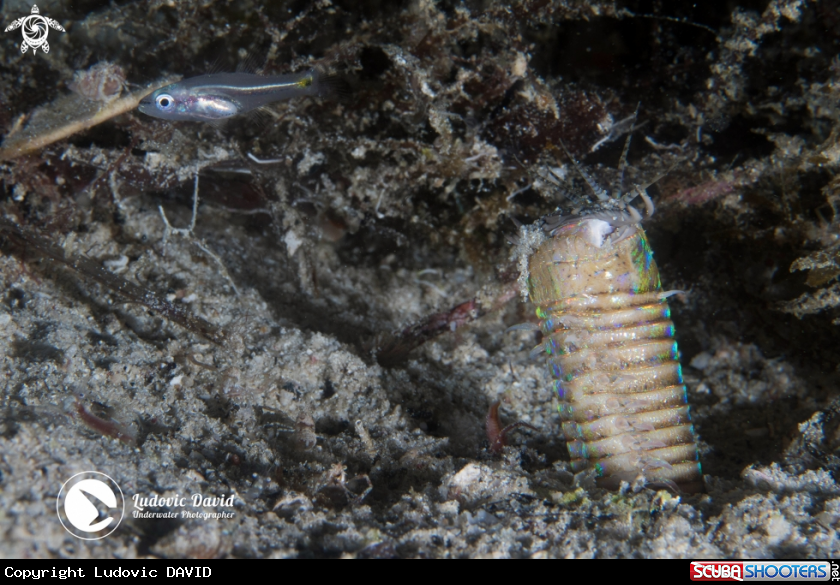 A Bobbit Worm