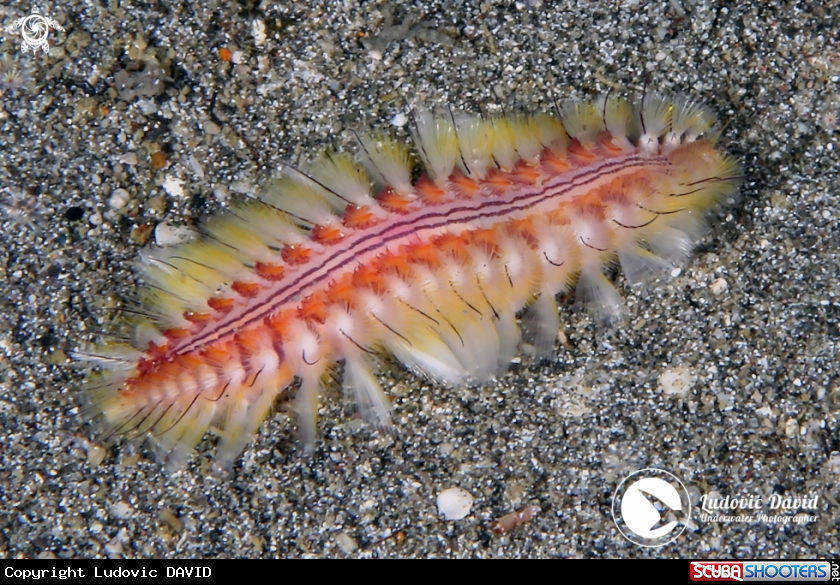 A Darklined Fireworm