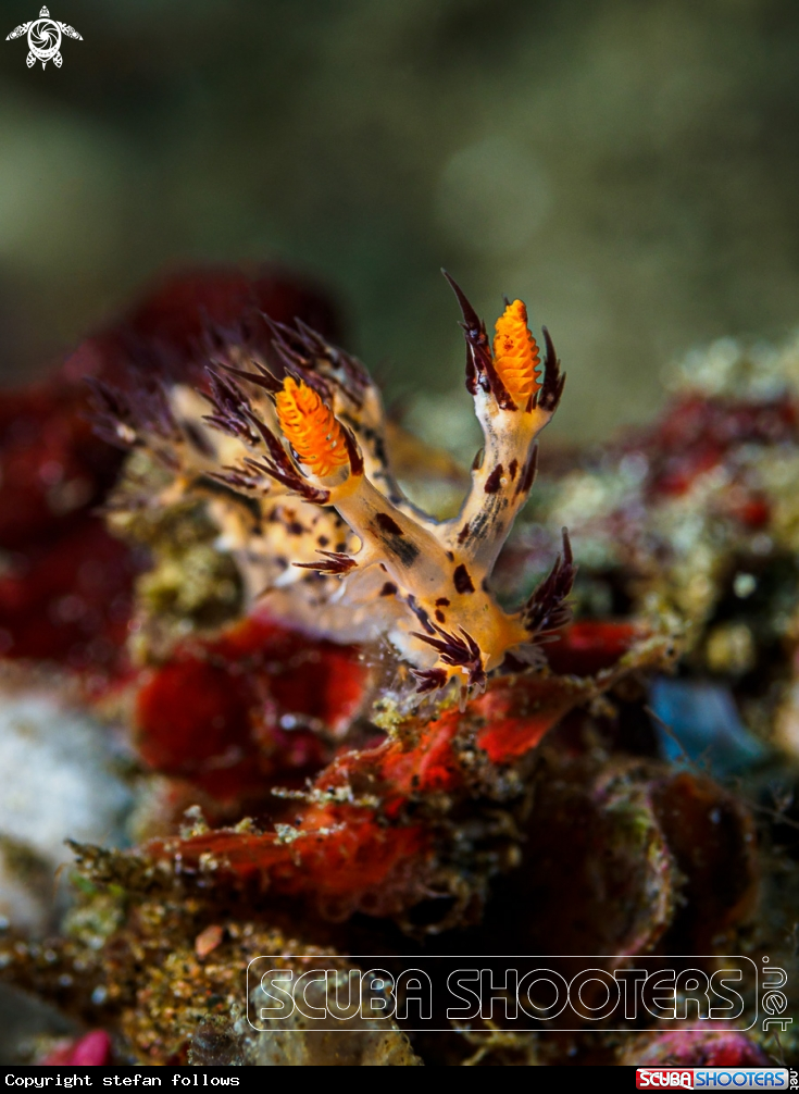 A Nudibranch
