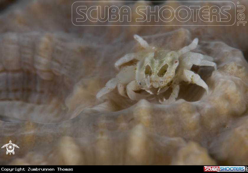 A Latisell‘s gall crab 