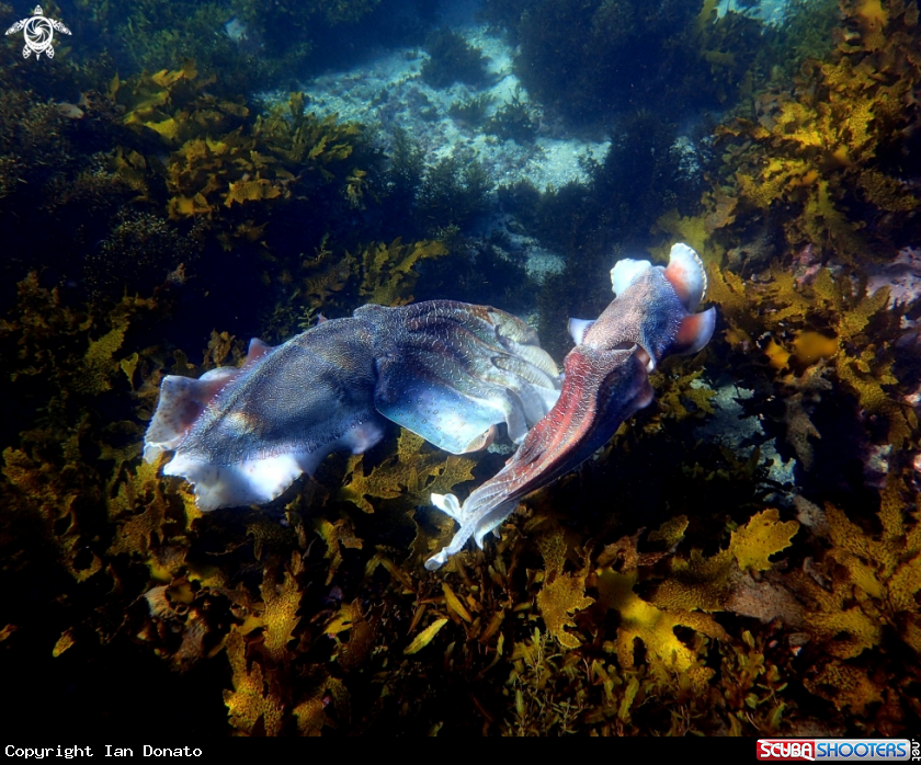 A Australian giant cuttlefish