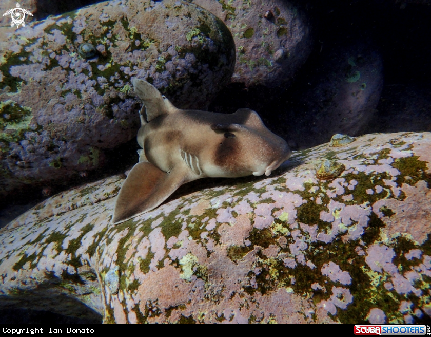 A Crested horn shark