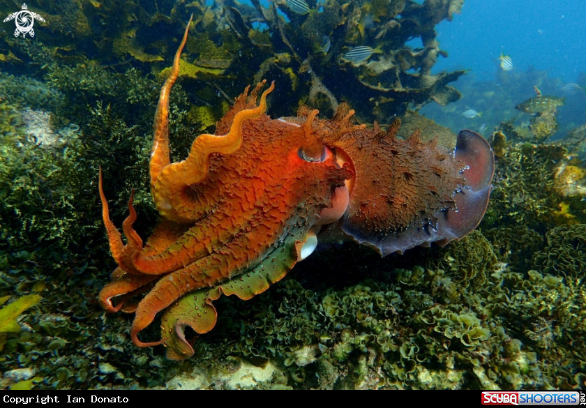 A Australian giant cuttlefish