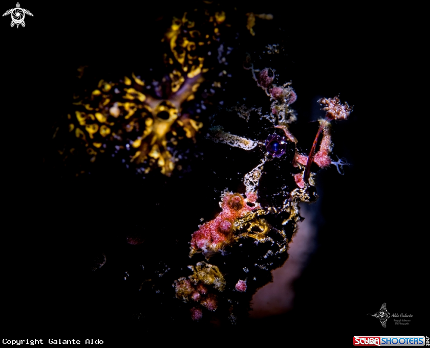 A Black Frogfish