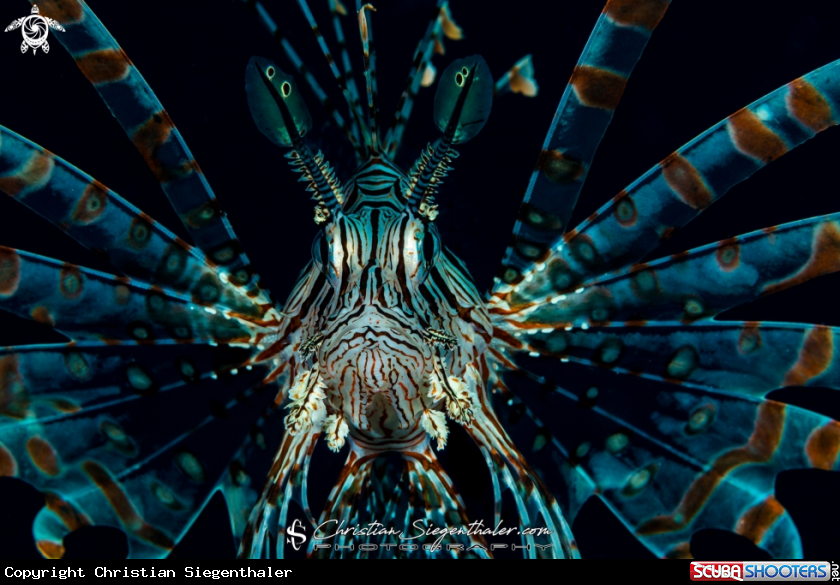 A Lionfish