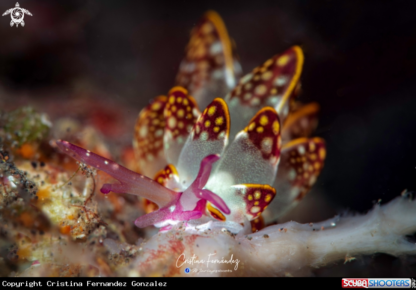 A Nudibranch