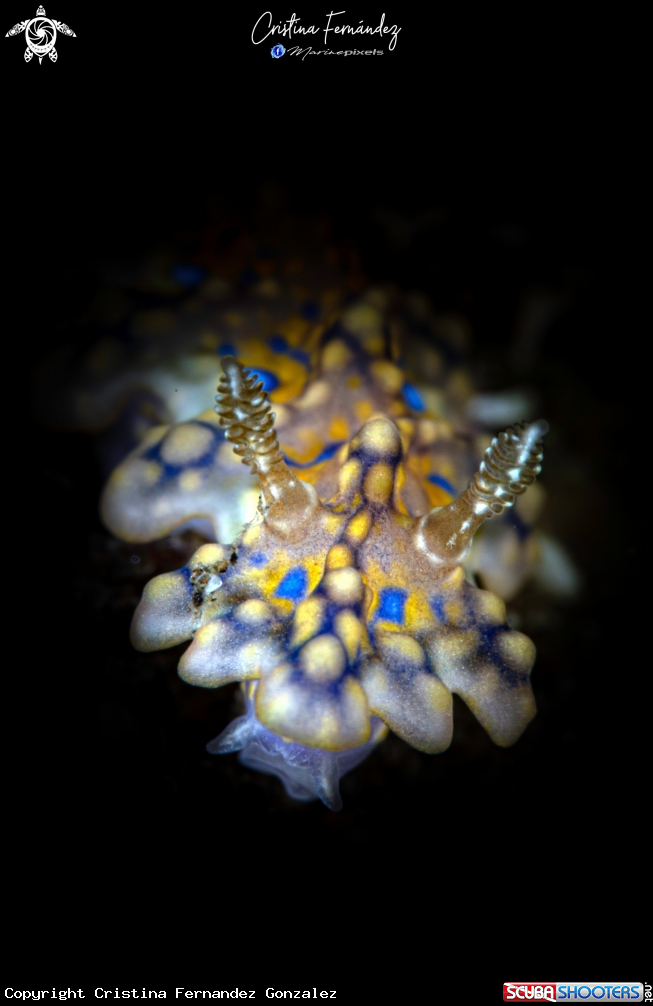 A Nudibranch