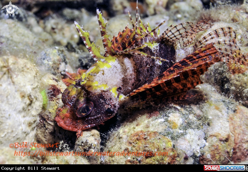 A Shortfin Lionfish