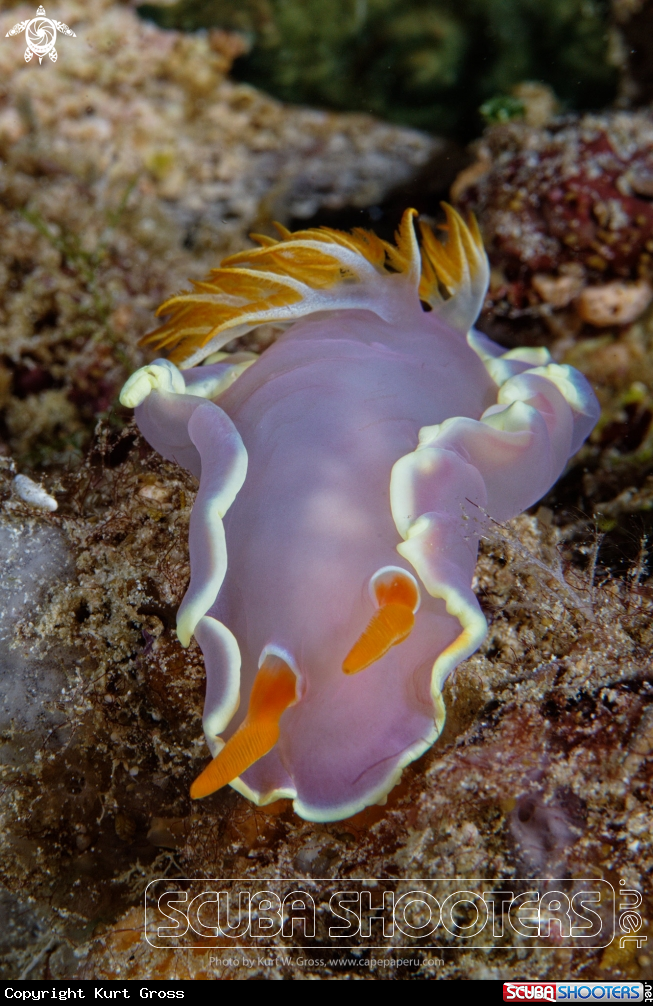 A Spanish Dancer