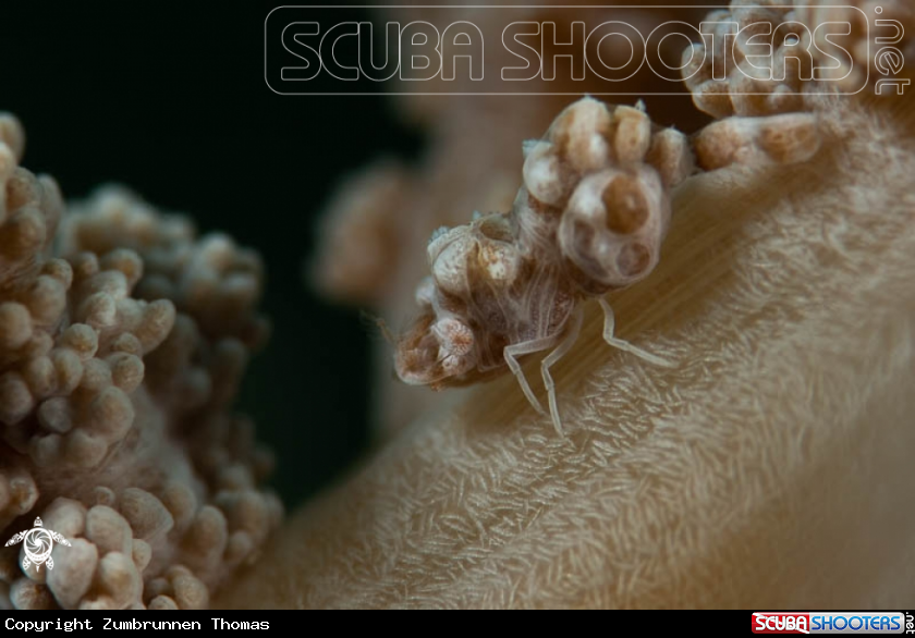 A Humpback soft coral shrimp